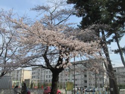桜⑥